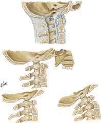 Ligamentos 11-30 Pescoço 31-41 Região Nasal 4-64