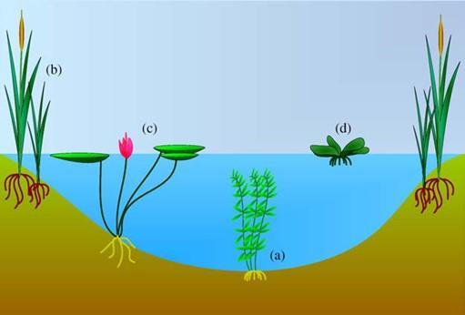 aquáticas vasculares. De modo geral, o termo macrófitas é o mais utilizado em WC. As macrófitas são plantas que crescem em ambientes de transição entre sistemas aquáticos e terrestres.