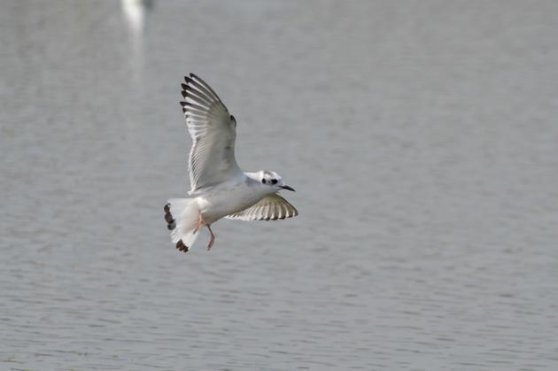 Foto 2016, Ray Tipper. 29 02 2016 Faro 1 ind. na Ria Formosa a Leste da ETAR Faro Nascente Marcelo Dias e Lina Campos Pilrito de temminck (Calidris temminckii) 16 02 2016 Olhão 1 ind.