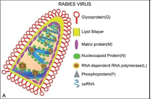 FERNANDA GONZALEZ PEDROSA, MARCOS MONTANI CASEIRO, LUIZ HENRIQUE GAGLIANI que haja uma quantidade necessária de proteína N ligada ao RNA genômico (KIMURA, 2006).