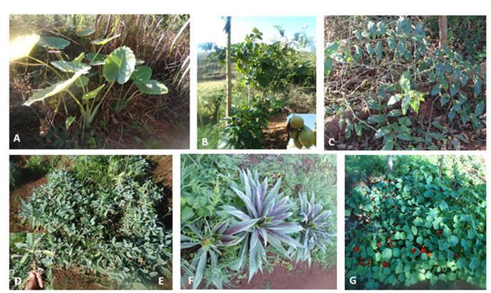 139 Figura 1 - Fotos de algumas plantas alimentícias não convencionais cultivadas na horta comunitária da COHAB.