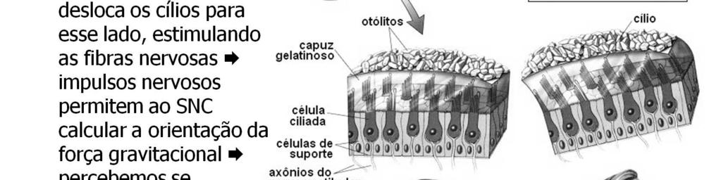 Esse fenômeno dá uma sensação de desequilíbrio para trás. Como resposta, o indivíduo inclina-se para a frente, a fim de não cair.