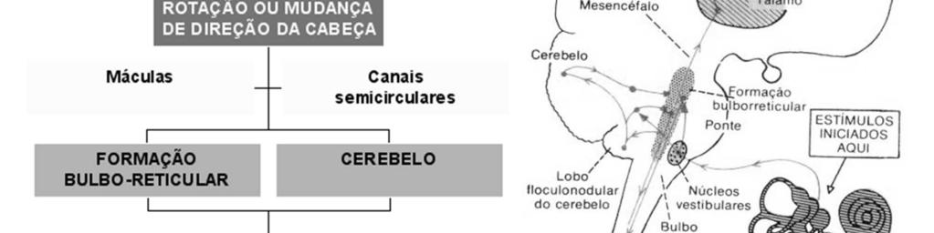 Isso permite que estímulos corretivos apropriados sejam enviados à formação bulborreticular antes do desequilíbrio acontecer, de forma a evitá-lo ao invés de corrigi-lo depois de ocorrido.