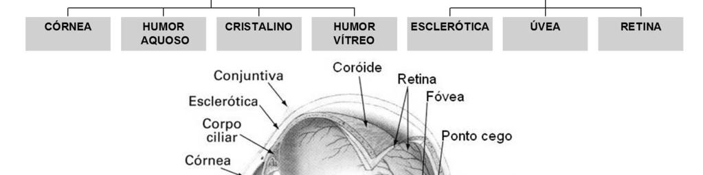 íris, coróide