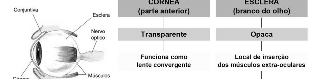 pelo fluido que existe