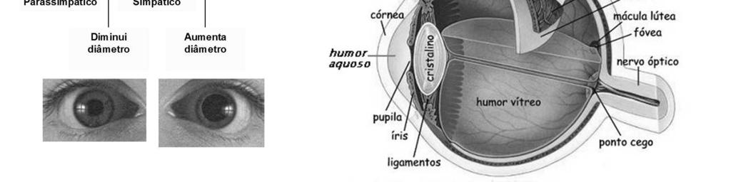 A coroide é intensamente vascularizada e tem a