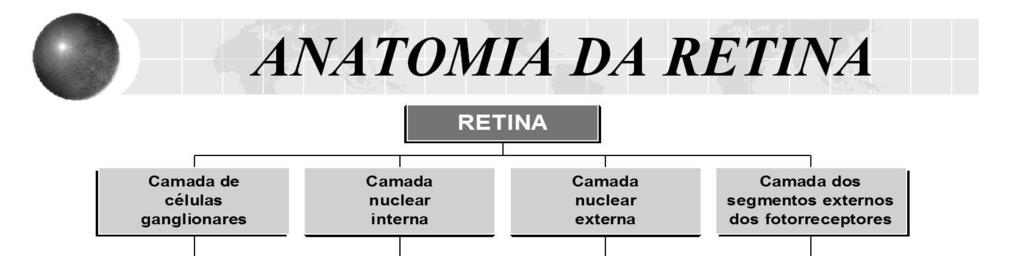 A retina é a parte sensível à luz do olho e contém os cones, que são responsáveis pela visão de cores, e os bastonetes, que são responsáveis pela visão em preto-e-branco em baixas condições de