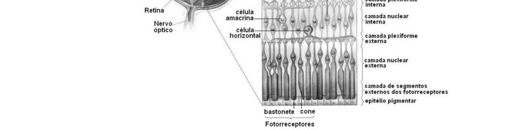 Assim, a camada mais interna é a camada de células ganglionares, sendo seguida pelas camadas nuclear interna, nuclear externa e dos segmentos externos dos fotorreceptores.