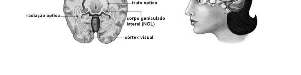 Os neurônios do corpo geniculado lateral (NGL) projetam