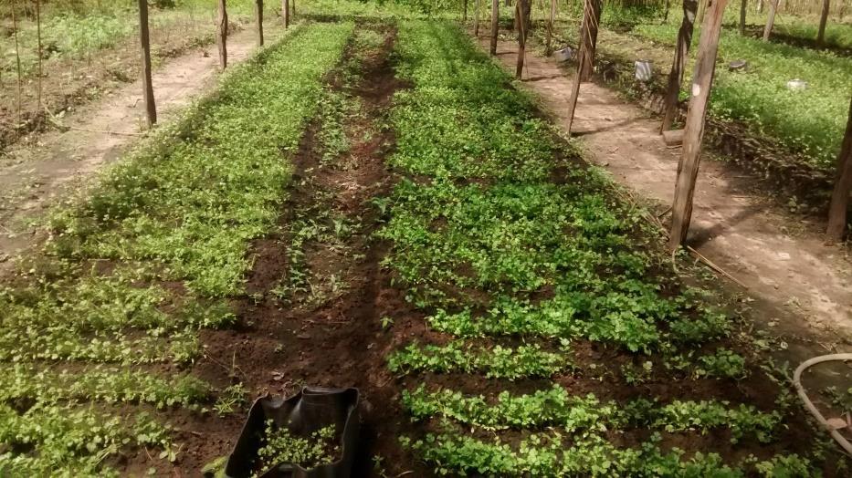 89 Fotografia 12- Produção de hortaliças na comunidade do Ajó. Fonte:A autora, acervo de pesquisa de campo (2017).