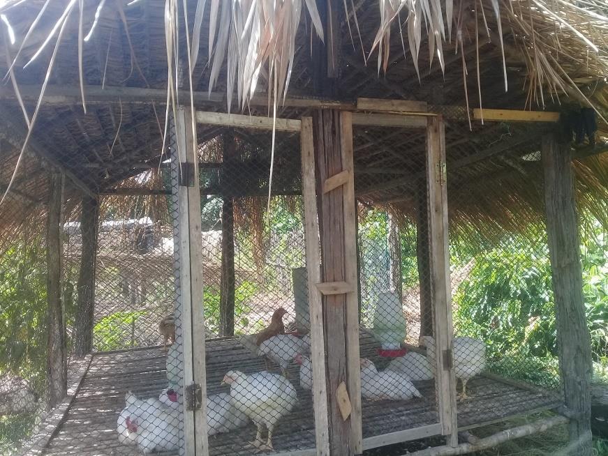 91 Fotografia 14- Criação de aves, na comunidade do Ajó. Fonte: A autora, acervo de pesquisa de campo (2017).