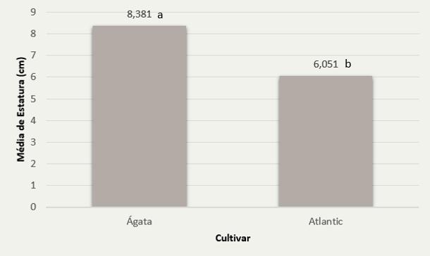 O bom desenvolvimento da cultivar Ágata, ocorreu possivelmente devido as plântulas apresentarem melhor estado fisiológico em sua fase inicial que em relação a outra cultivar em questão, já que