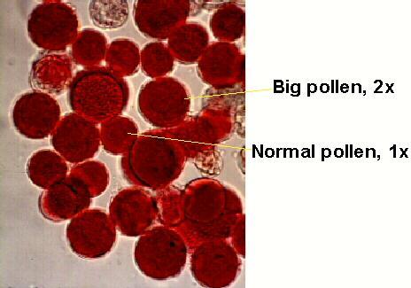 Reconhecimento de pólen