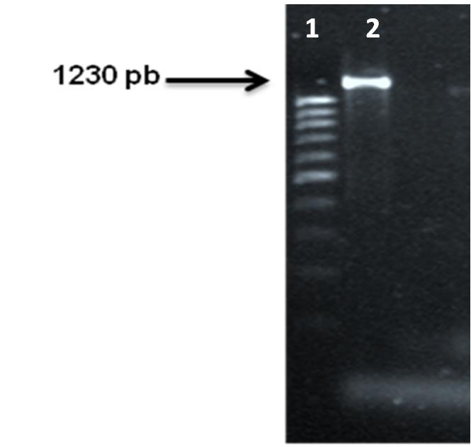 1 2 Clone CMA 370 321 pb