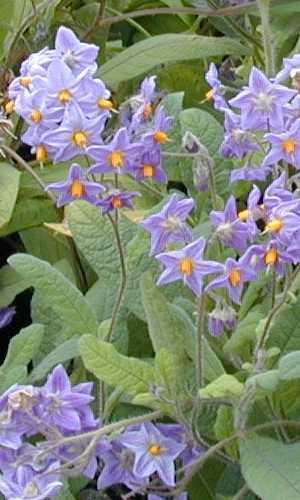 Solanum