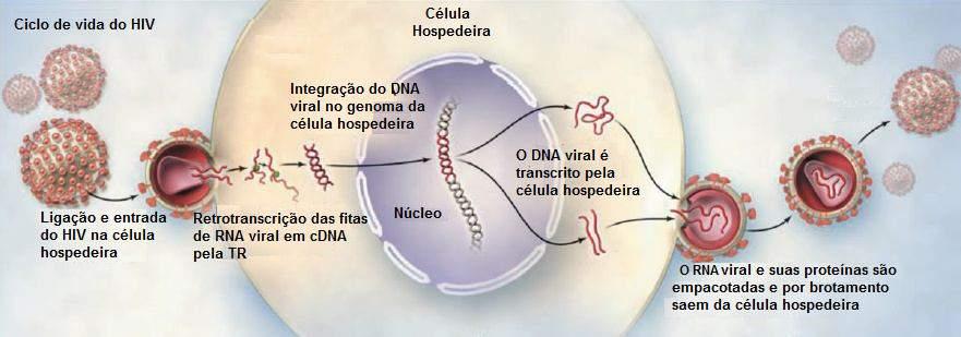 Figura 2: Infecção da célula alvo pelo HIV-1 e ciclo replicativo incluindo a entrada viral, transcrição reversa, integração de DNA viral, montagem de vírions e liberação das novas partículas virais.