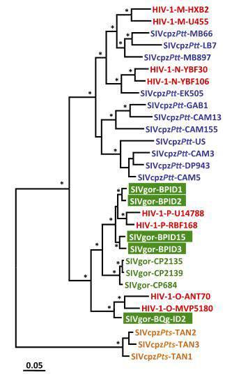 Figura 3: Árvore filogenética ilustrando relações entre o HIV-1, o SIVcpz e o SIVgor. (Adaptado de D Arc et al.