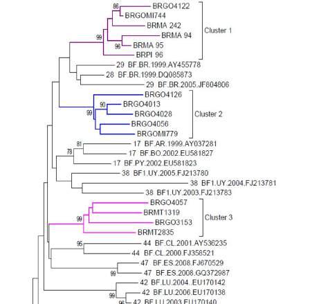 FIG. 1: Phylogenetic analysis of 42 BF isolates in the pol region of HIV-1 sampled from patients living in six Brazilian states (2003-2013).