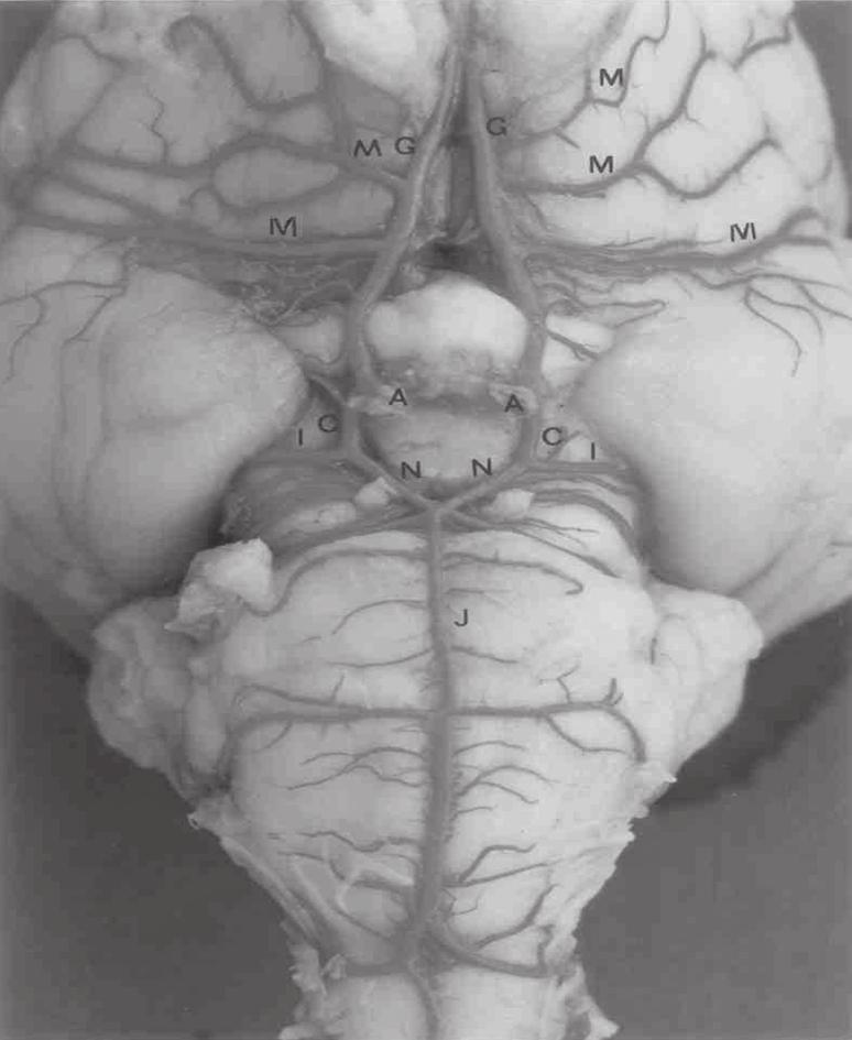 56 O circuito arterial da base do encéfalo em suínos (Sus scrofa domesticus Linnaeus, 1758), formação e comportamento representativo de seu ramo terminal, parece continuar-se diretamente da artéria