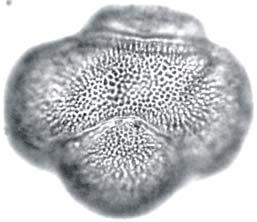 macrocalyx apresentavam grãos de pólen 4-colpados em