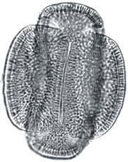 umbellata foi a única espécie que apresentou grãos de pólen