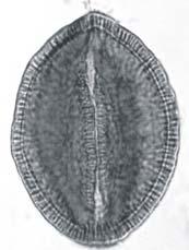 dos espécimes de M. aegyptia e M.