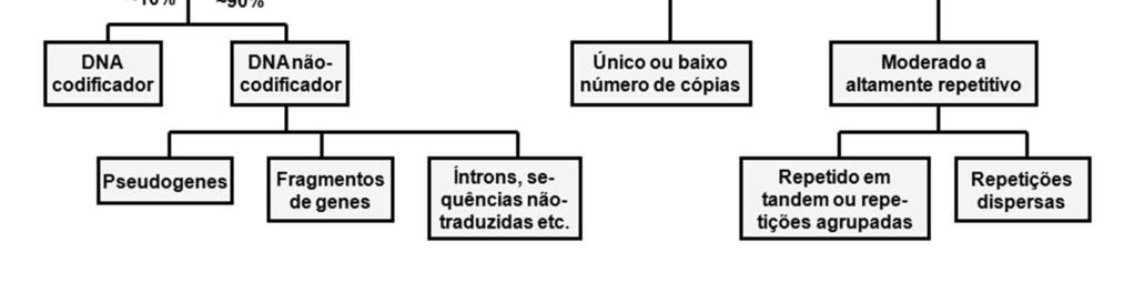 .. Podem ser: satélites, minissatélites ou microssatélites.