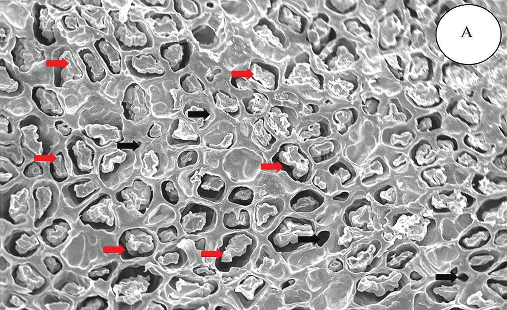 Microscopia eletrônica de varredura de grãos.