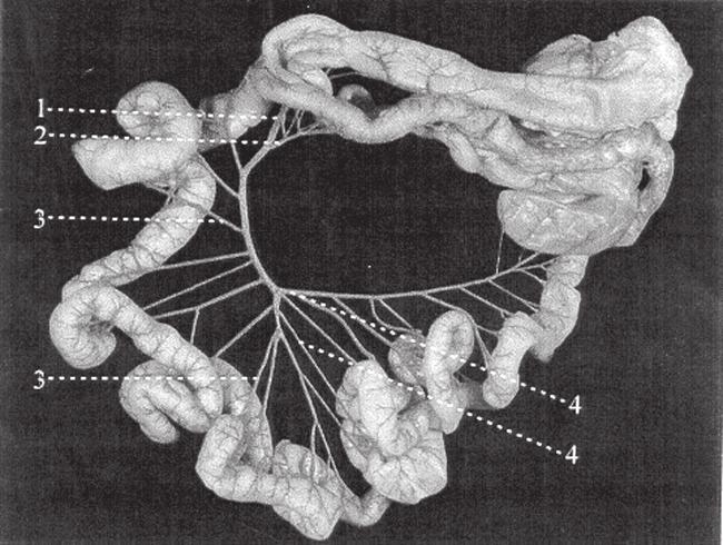 293 Figura 1 - Fotografia ilustrando a artéria mesentérica cranial (1) emitindo as artérias ileocecal (2), jejunais (3) e