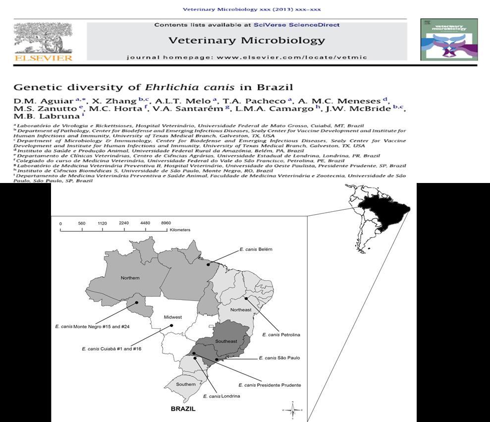 Genotipagem de Ehrlichia canis no Brasil O gene TRP36 foi utilizado para examinar a diversidade genética de 8 isolados