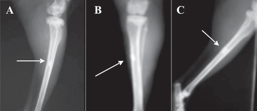 Radiografias da tíbia de coelhos tratados com hidroxiapatita associada à lignina em posicionamento craniocaudal (B) e mediolateral (A e C).