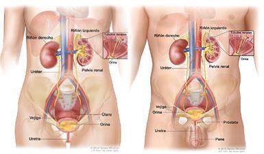 14 4. REVISÃO DE LITERATURA 4.1 INFECÇÃO DO TRATO URINÁRIO O sistema urinário é composto pelos rins, ureteres, bexiga urinária e uretra. A parte superior é composta pelos rins e ureteres.