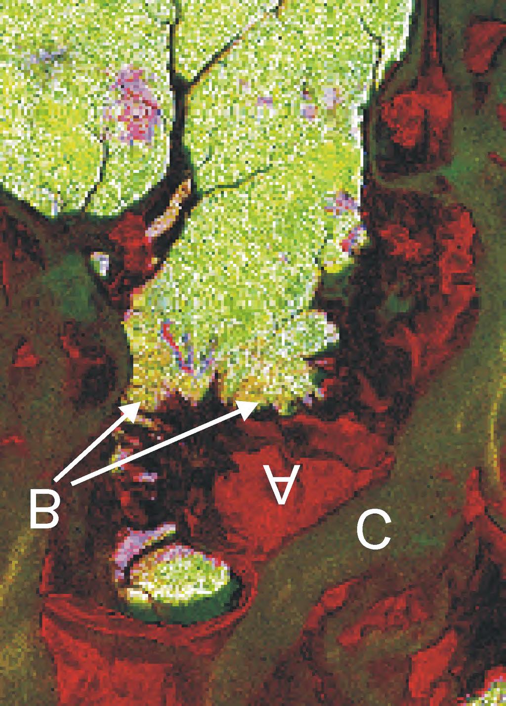 il -r m m i iv^x L* í Figure 7- Mangrove prograding over tidal sandflat along the Picanço Point from the SPC-SAR integrated product.