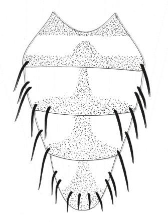 ..5 Figura 11: Fannia trimaculata (Stein, 1898), vista dorsal do abdômen Figura 12: