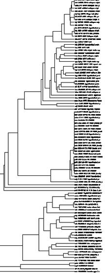 Dendogram