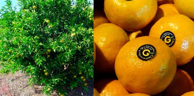 Diferenciação das Tangerineiras Mais Cultivadas no Rio Grande do Sul 15 Fotos:
