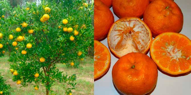 Árvore adulta e frutos da tangerineira do grupo Comum cultivar Clemenules