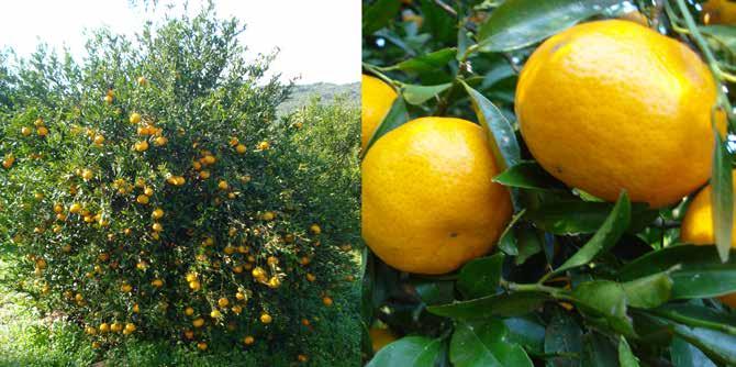 Árvore e frutos da tangerineira do grupo Mediterrânea cultivar Pareci (Citrus