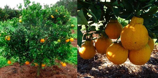 cultivar Rainha (Citrus deliciosa Ten.). Figura 8.