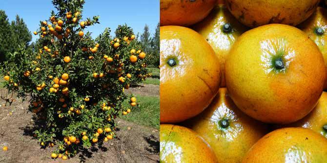 Diferenciação das Tangerineiras Mais Cultivadas no Rio Grande do Sul 19 Fotos: