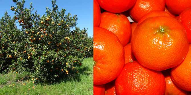 Árvore e frutos do tangoreiro cultivar Murcott [Citrus reticulata Blanco x C.