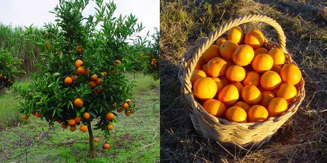 20 DOCUMENTOS 453 Fotos: Roberto Pedroso de Oliveira Figura 11. Árvore e frutos do tangeleiro cultivar Nova [Citrus clementina Hort. ex Tan. x (C. paradisi Macf. x C. reticulata Blanco)].