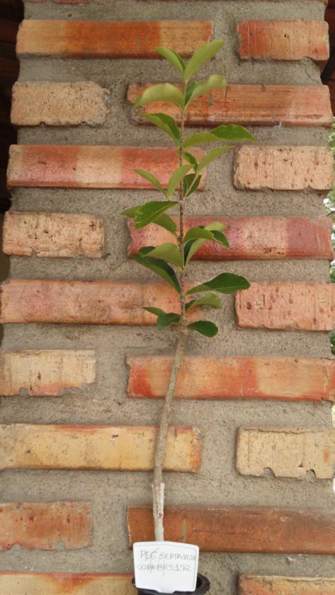 PORTA-ENXERTOS E COPAS DE ACEROLEIRA NA FASE DE PRODUÇÃO DE MUDAS 19 Considerando-se dois importantes caracteres, a massa da matéria seca e o IQD, destacou-se novamente o porta-enxerto Sertaneja,