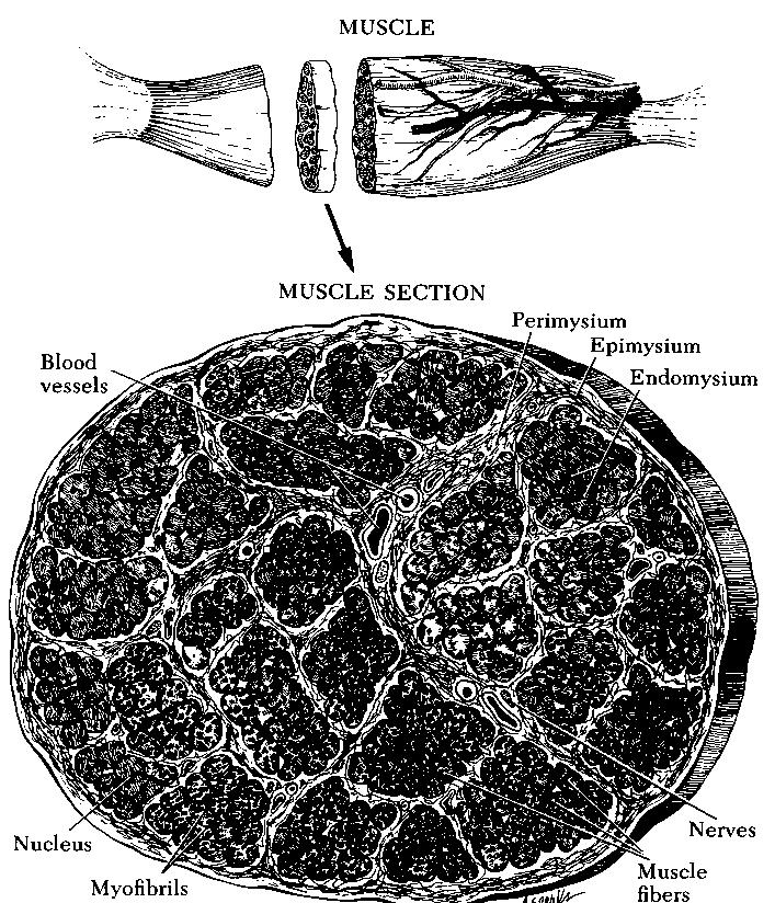 Estrutura da musculatura