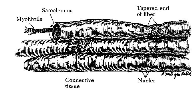 Fibra Muscular