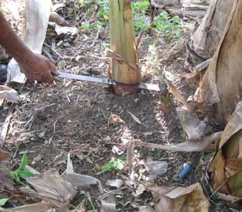 Boas práticas agrícolas de campo no cultivo da bananeira 21 solo, prejudica a aeração, danifica o sistema radicular e favorece a ocorrência de doenças.