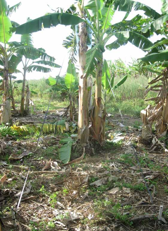 Boas práticas agrícolas de campo no cultivo da bananeira 23 Escoramento: é uma prática que evita perdas de cacho por quebra e tombamento da planta, quando o cacho é muito pesado.