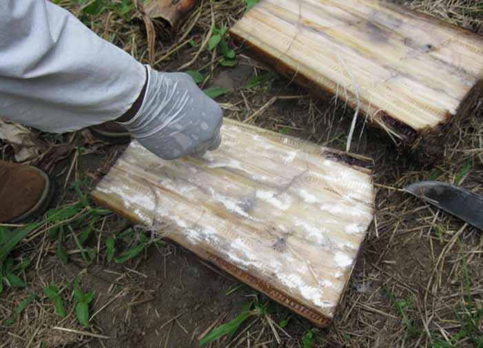 Insetos contaminados com o fungo Beauveria bassiana.