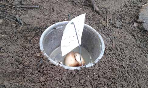 30 Boas práticas agrícolas de campo no cultivo da bananeira C) controle por comportamento: uso de feromônio sintético para atração dos insetos. Utilizam-se armadilhas tipo poço ou rampa (Figura 17).