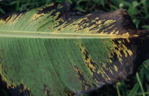 À semelhança da sigatoka-amarela, os sintomas iniciais da sigatoka-negra ocorrem nas folhas 2, 3 e 4.